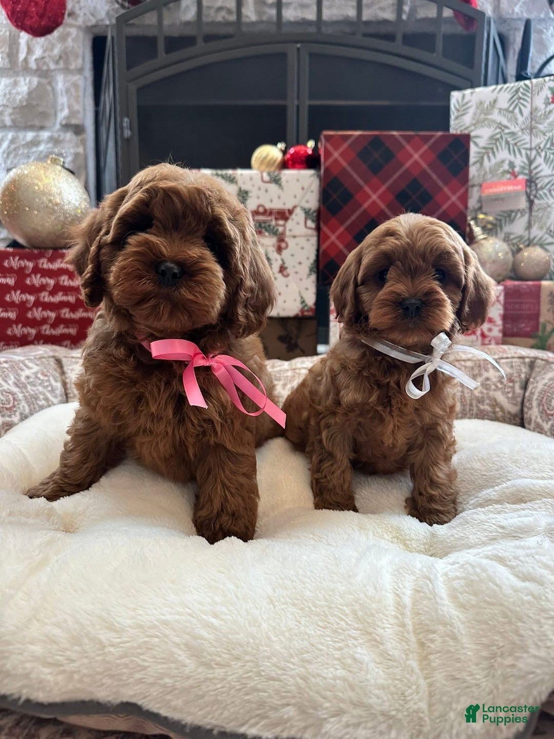 Cavapoo dogs for sale: Brittany - Ad 7