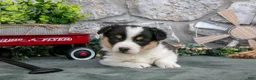 Welsh Corgi Pembroke dogs for sale: Oscar - Ad 3