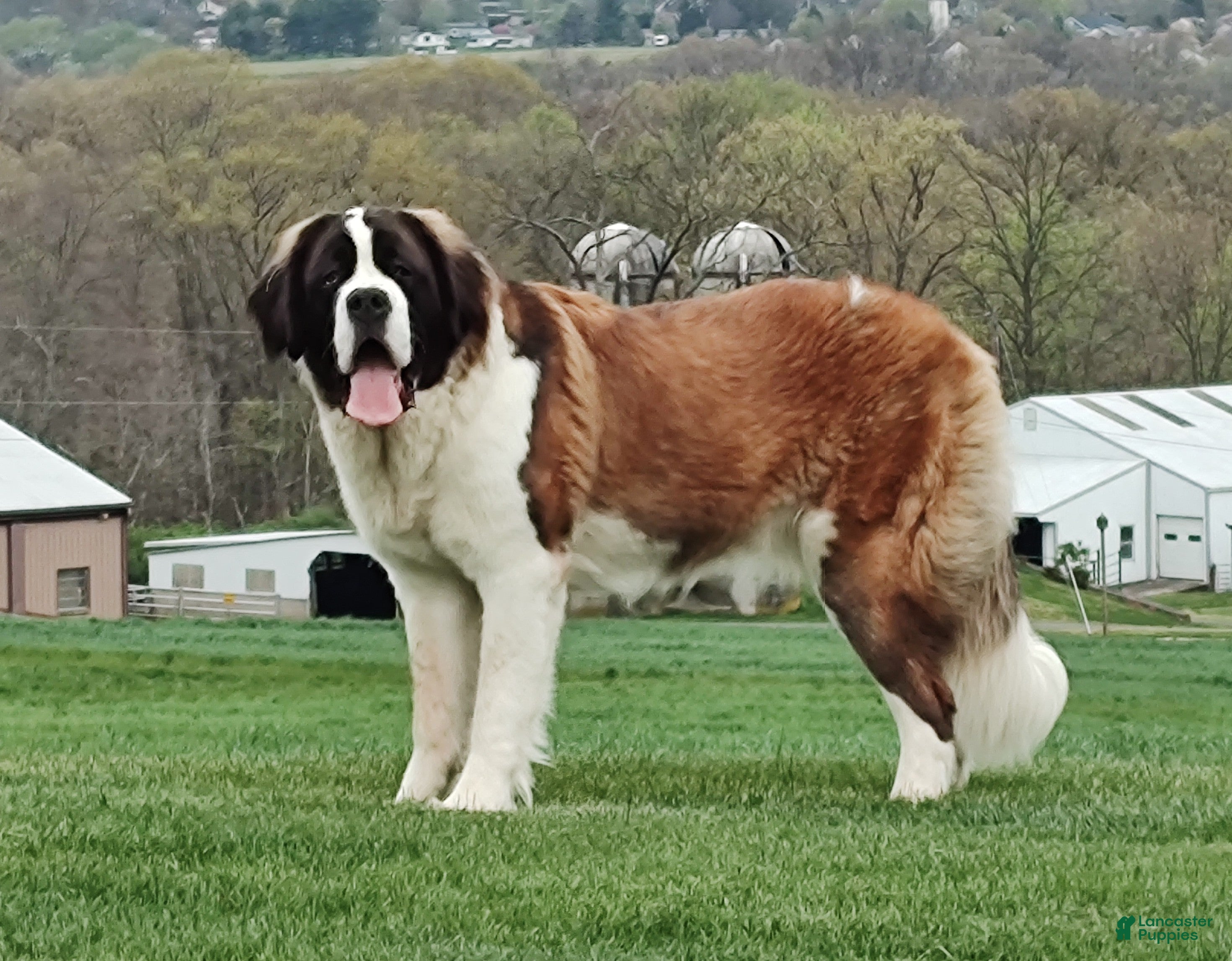 Saint Bernard dogs Delaina - Ad 1