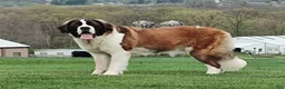 Saint Bernard dogs for sale: Delaina - Ad 1
