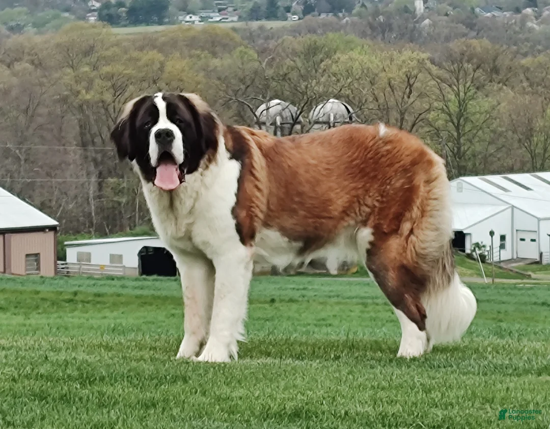 Saint Bernard dogs for sale: Delaina - Ad 1