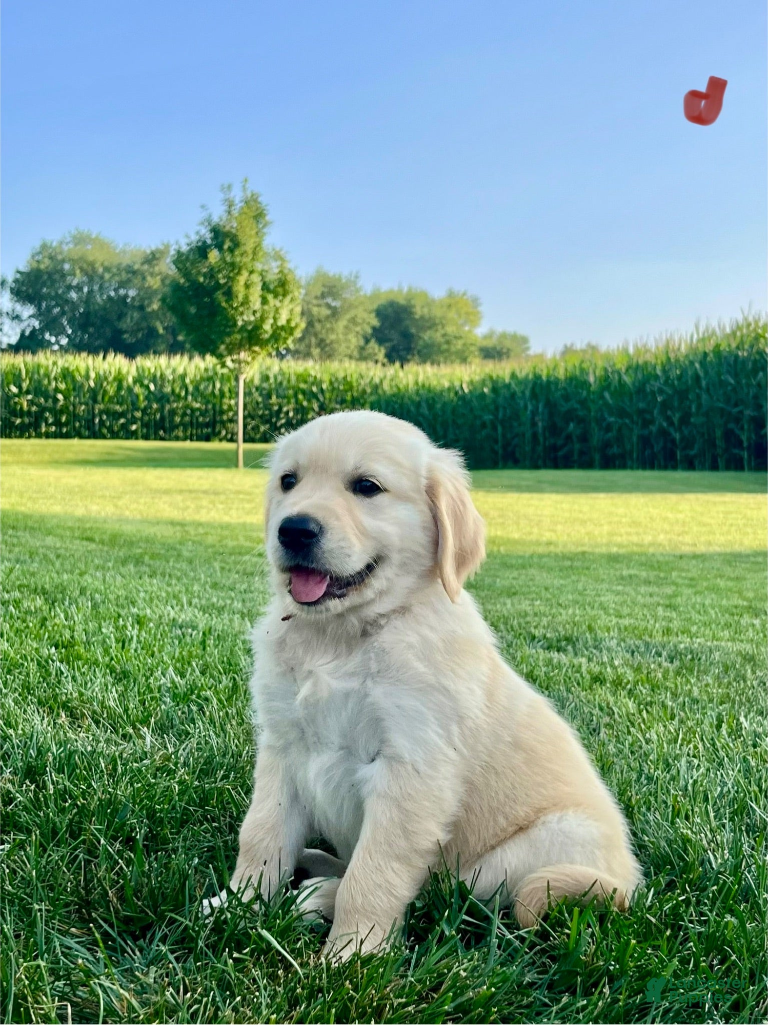 Golden Retriever dogs for sale: Gavin - Ad 2