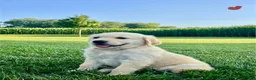 Golden Retriever dogs for sale: Gavin - Ad 1