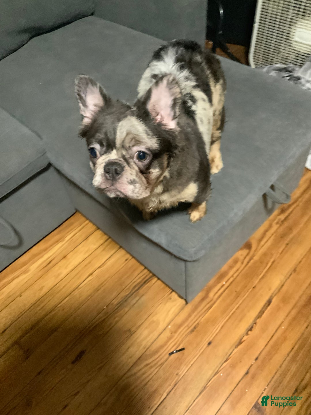 French Bulldog dogs for sale: Moon  - Ad 5