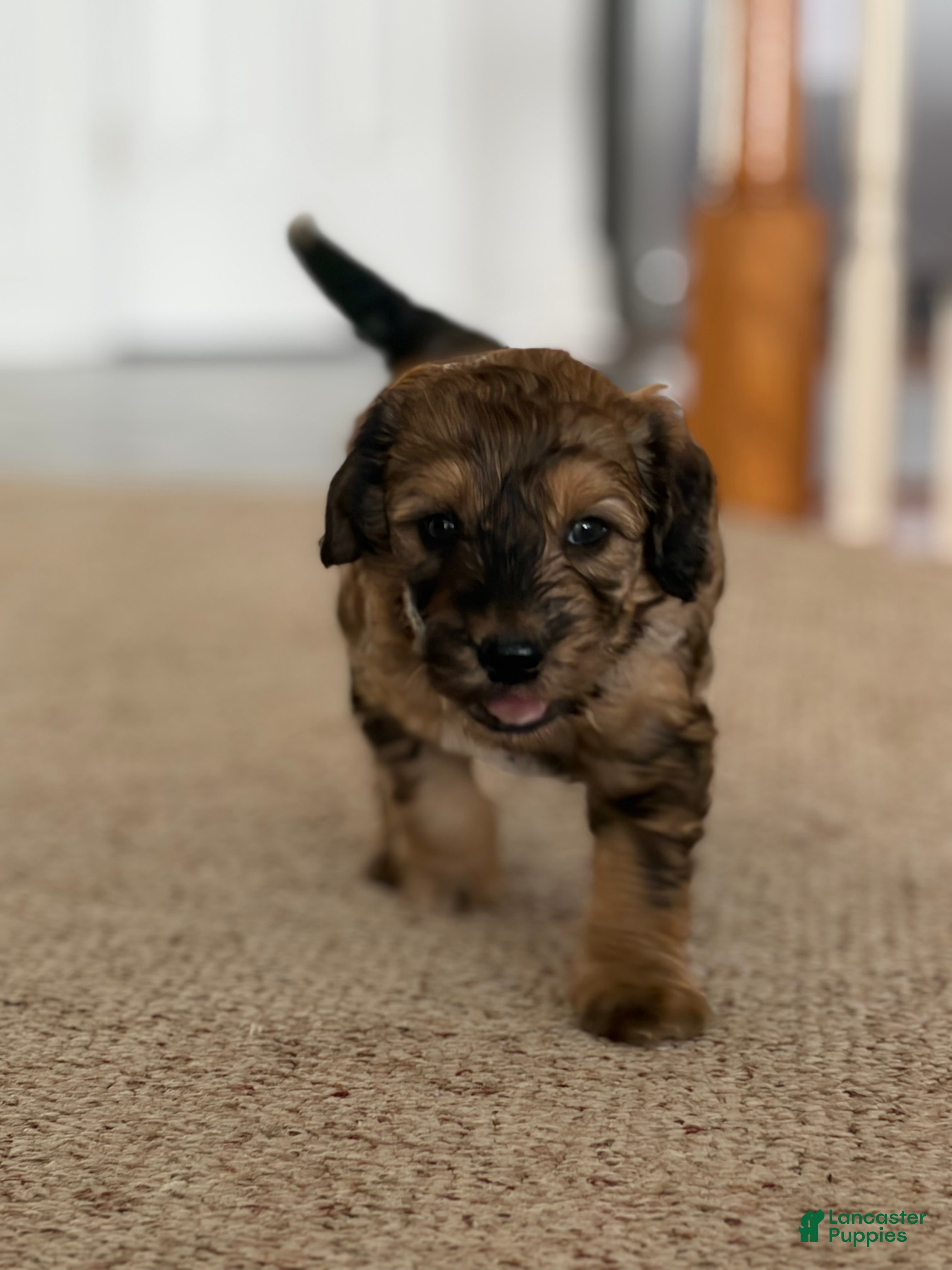 Mini Goldendoodle dogs Charger💙🐶 - Ad 1