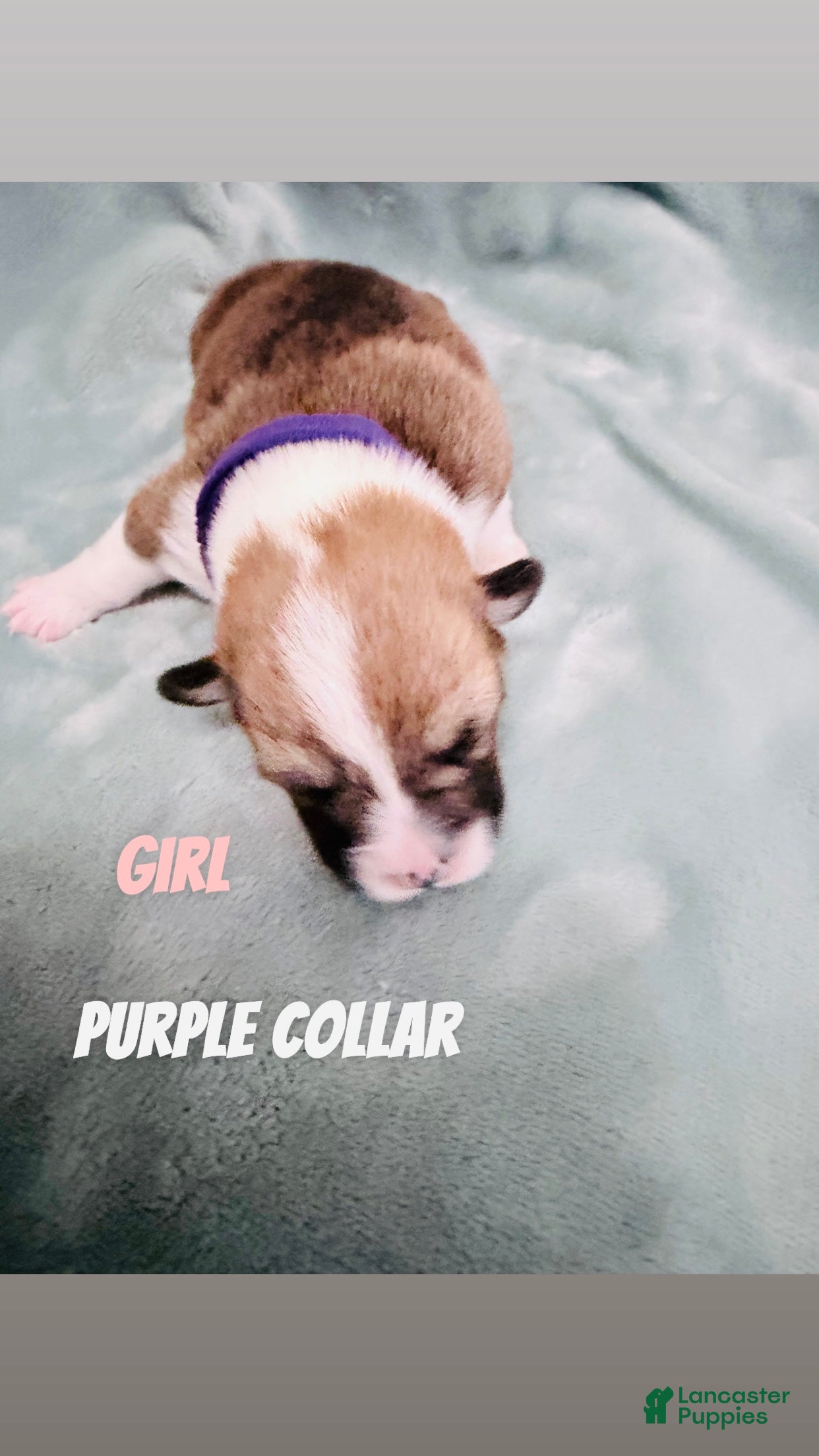 Welsh Corgi Pembroke dogs Welsh Corgi Pembroke Puppy purple collar  - Ad 12