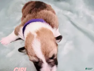 Welsh Corgi Pembroke dogs Welsh Corgi Pembroke Puppy purple collar - Ad 12