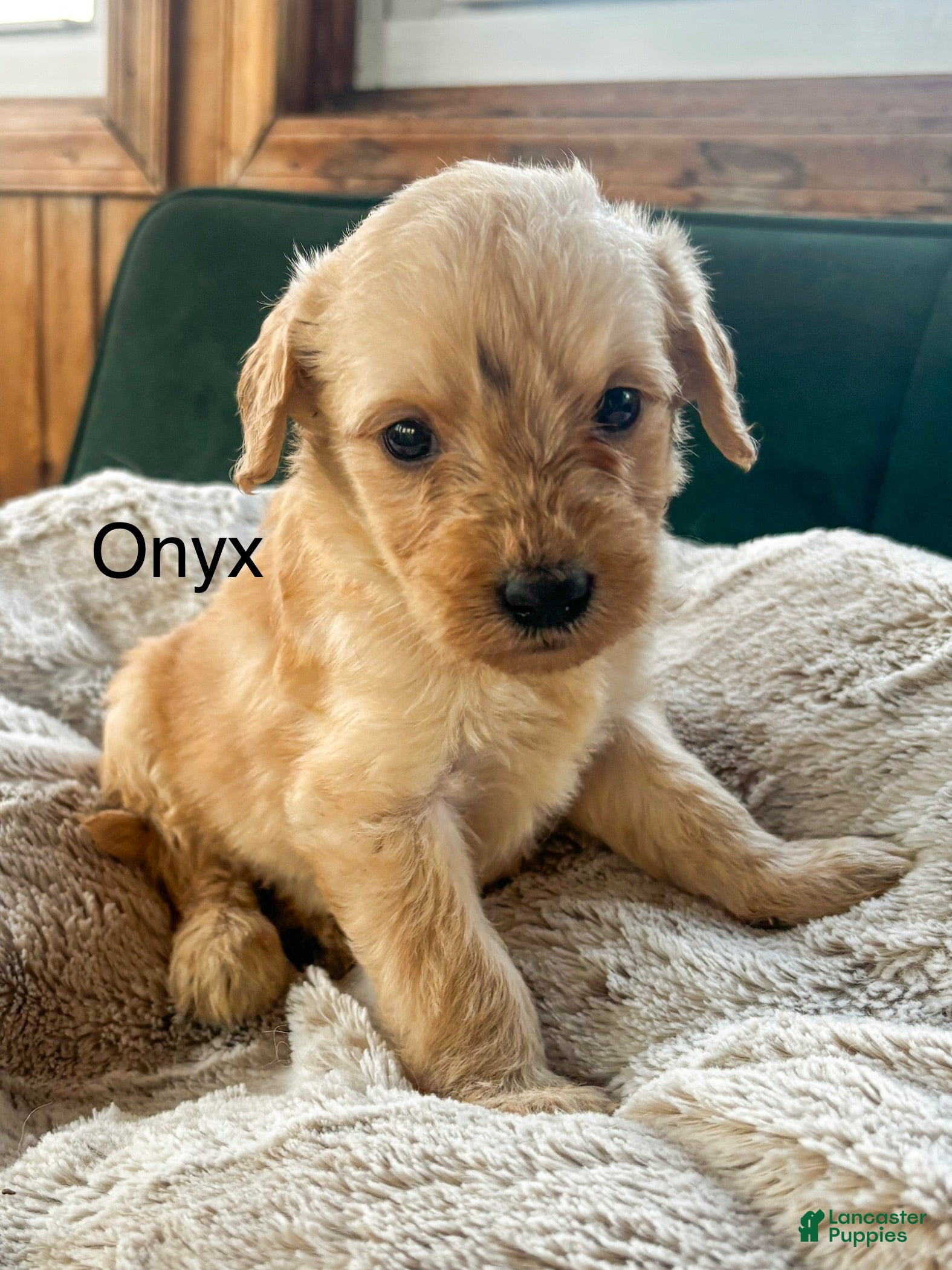Goldendoodle dogs Onyx - Ad 42