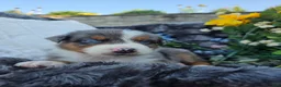Australian Shepherd dogs for sale: Zane - Ad 4