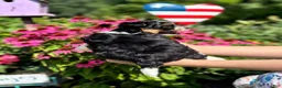Biewer Terrier dogs for sale: Biewer Terrier 1 - Ad 9