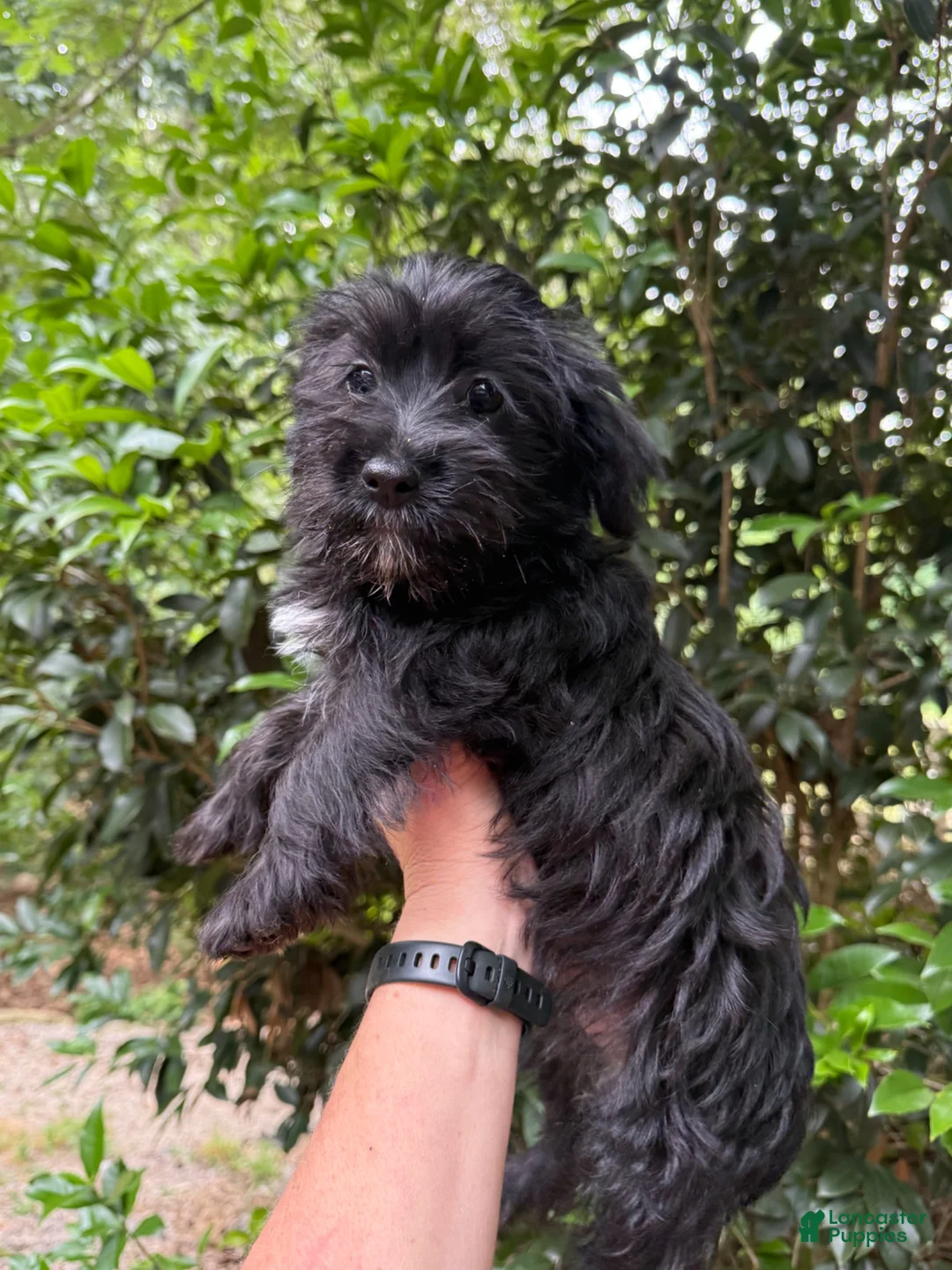Yorkiepoo dogs for sale: Yorkiepoo 2 - Ad 1