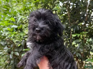 Yorkiepoo dogs Yorkiepoo 2 - Ad 3