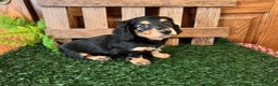 Miniature Dachshund dogs for sale: Tanner - Ad 3