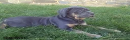 Cane Corso dogs for sale: Buella - Ad 3