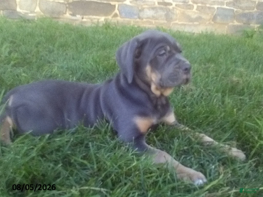 Cane Corso dogs for sale: Buella - Ad 3