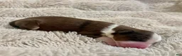 Bernedoodle dogs for sale: Annabelle - Ad 3