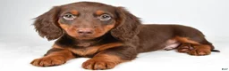 Dachshund dogs for sale: Milo - Ad 4