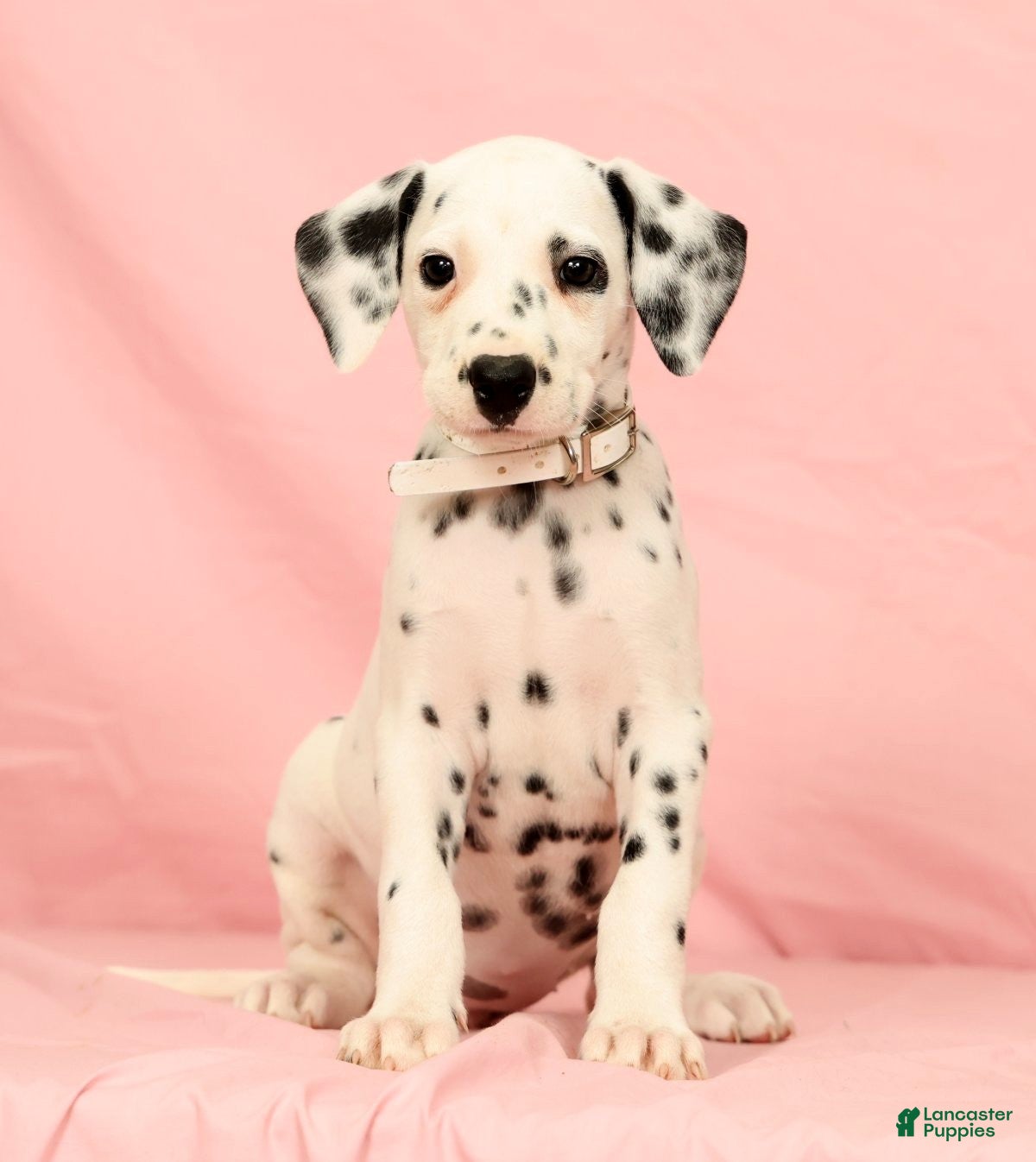Dalmatian dogs Brittney - Ad 1