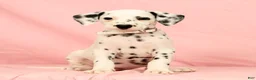 Dalmatian dogs for sale: Brittney - Ad 1