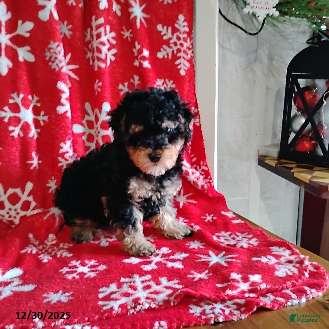 Mini Bernedoodle dogs for sale: Robin - Ad 4