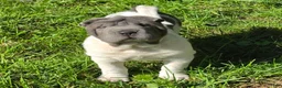 Shar Pei dogs for sale: Trevor  - Ad 7