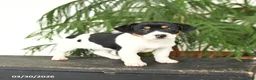 Jack Russell Terrier dogs for sale: Judy - Ad 4