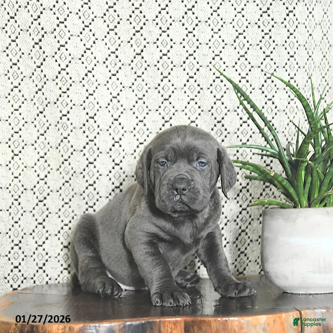 Cane Corso dogs for sale: Blu  - Ad 4