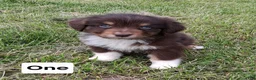 Australian Shepherd dogs for sale: One - Ad 3