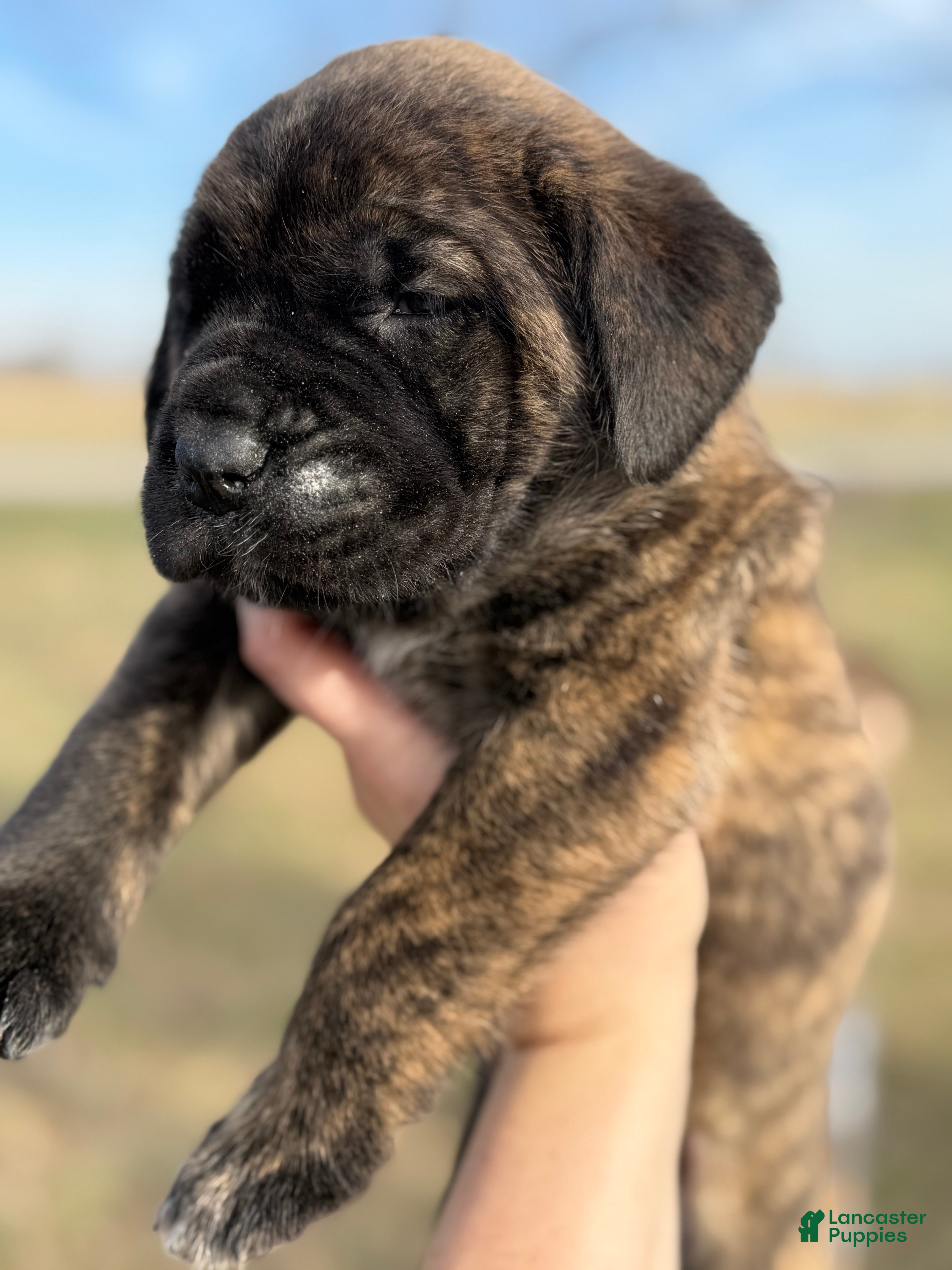 English Mastiff dogs English Mastiff Puppy “Yellow” - Ad 13