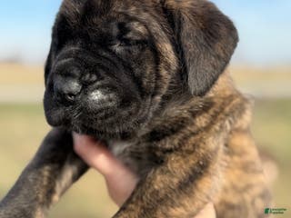 English Mastiff dogs English Mastiff Puppy “Yellow” - Ad 5