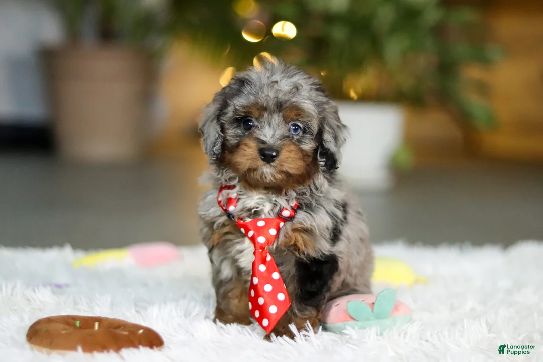 Cavapoo dogs for sale: Carter - Ad 9