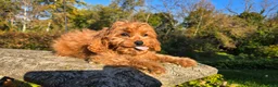 Cavapoo dogs for sale: Johan - Ad 5