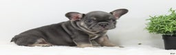 French Bulldog dogs for sale: Eaton - Ad 9