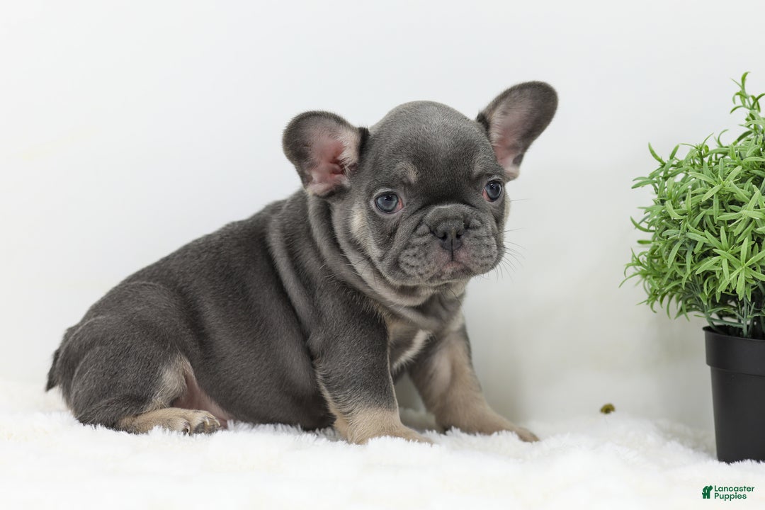 French Bulldog dogs for sale: Eaton - Ad 9