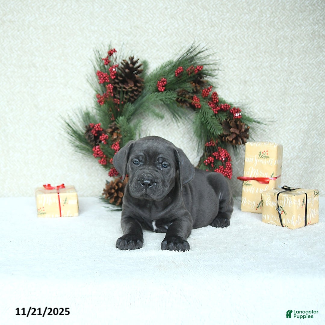 Cane Corso dogs for sale: Noel - Ad 9