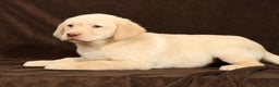 Labrador Retriever dogs for sale: Jase - Ad 4