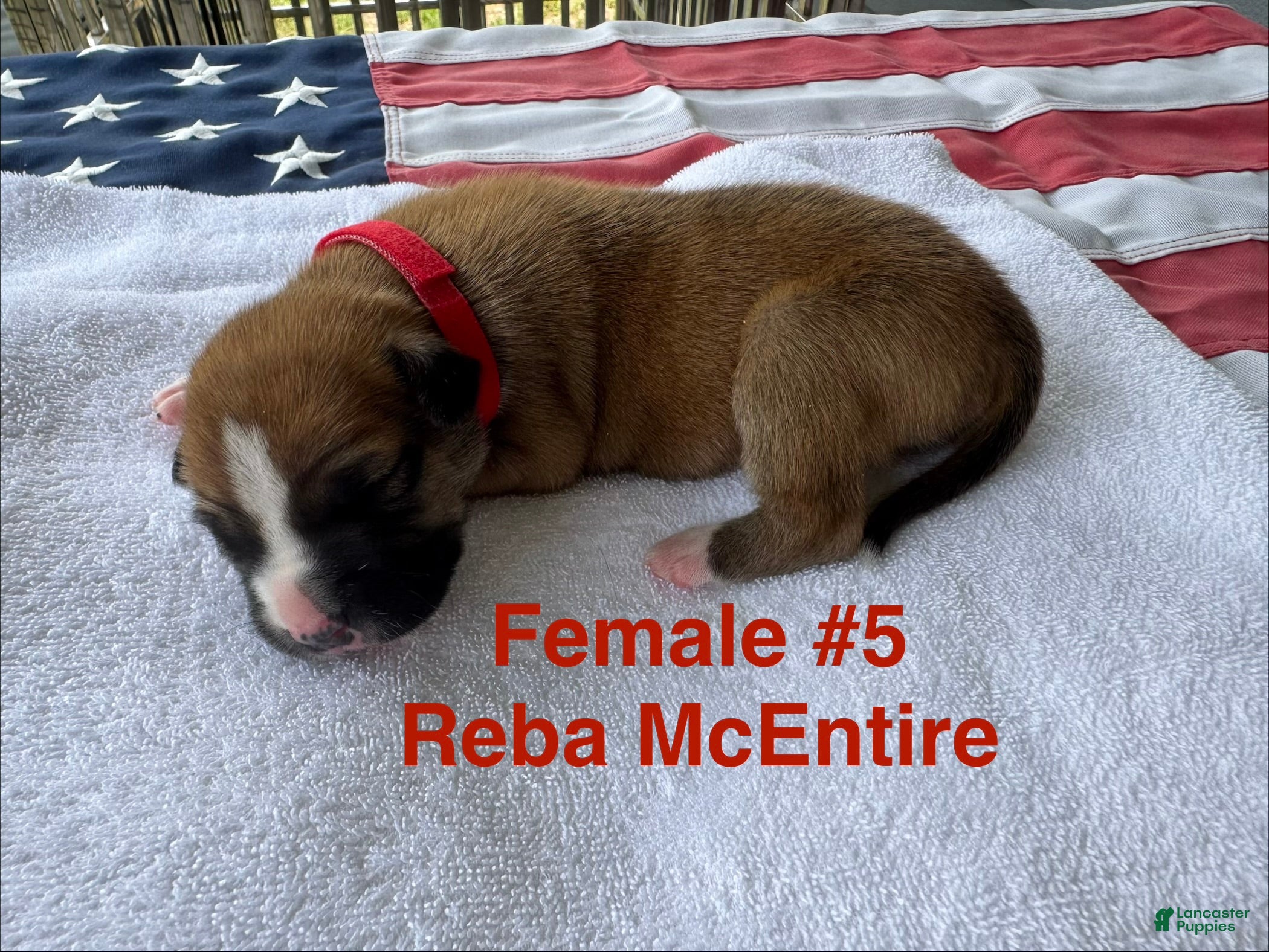 American Bulldog dogs Reba McEntire - Ad 4