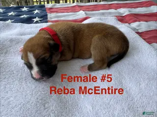 American Bulldog dogs Reba McEntire /Female #5 - Ad 3