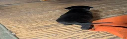 Mixed Breed dogs for sale: Black Bullmastador pup - Ad 12