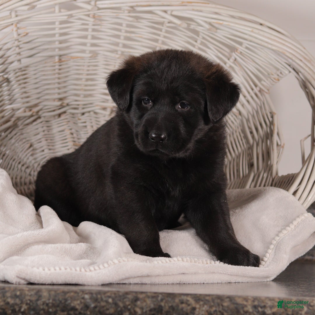 Mixed Breed dogs for sale: Petunia - Ad 4