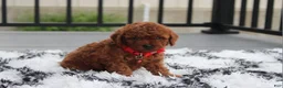 Toy Poodle dogs for sale: Toy PoodleKoda 1 - Ad 11