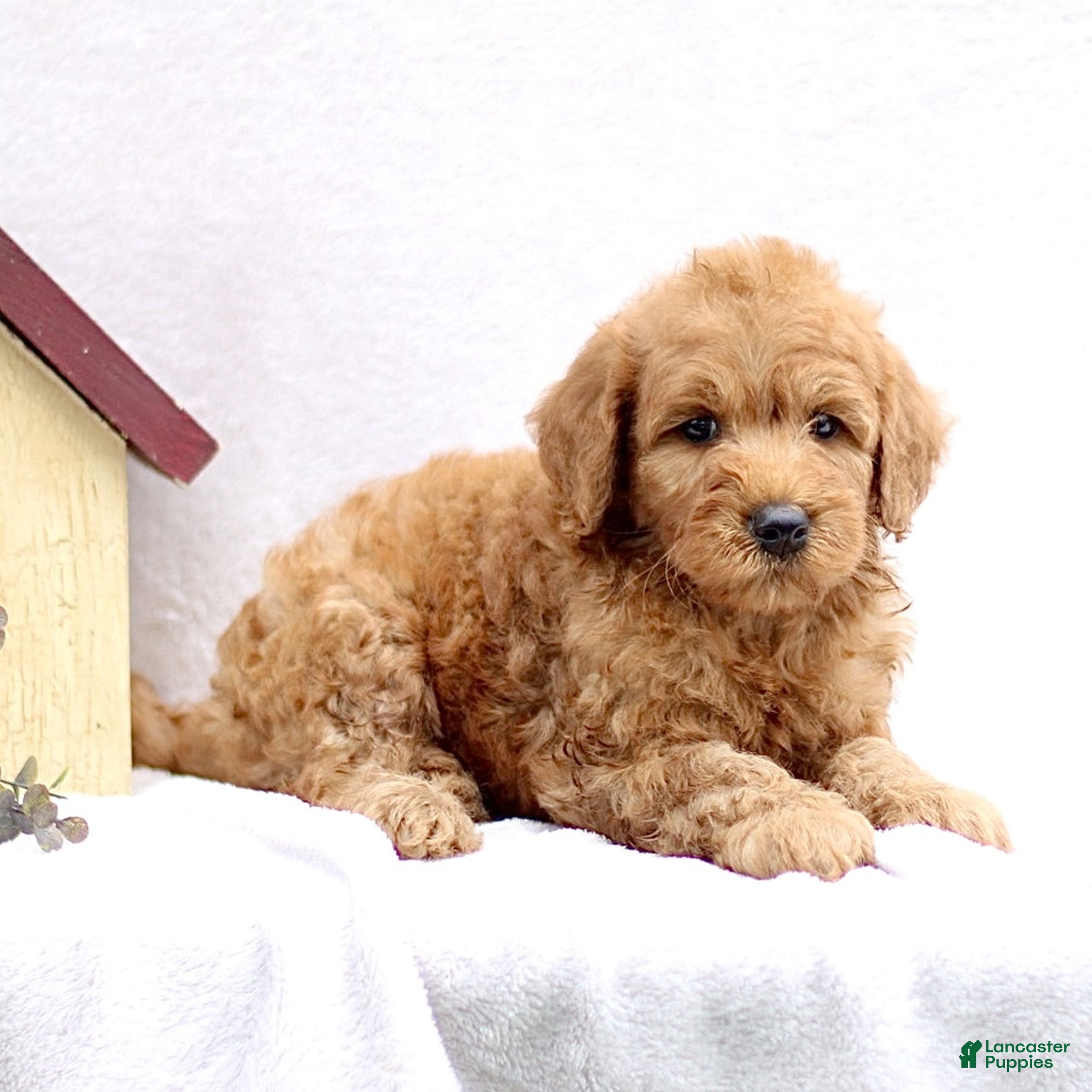 Mini Goldendoodle dogs Louie  - Ad 2