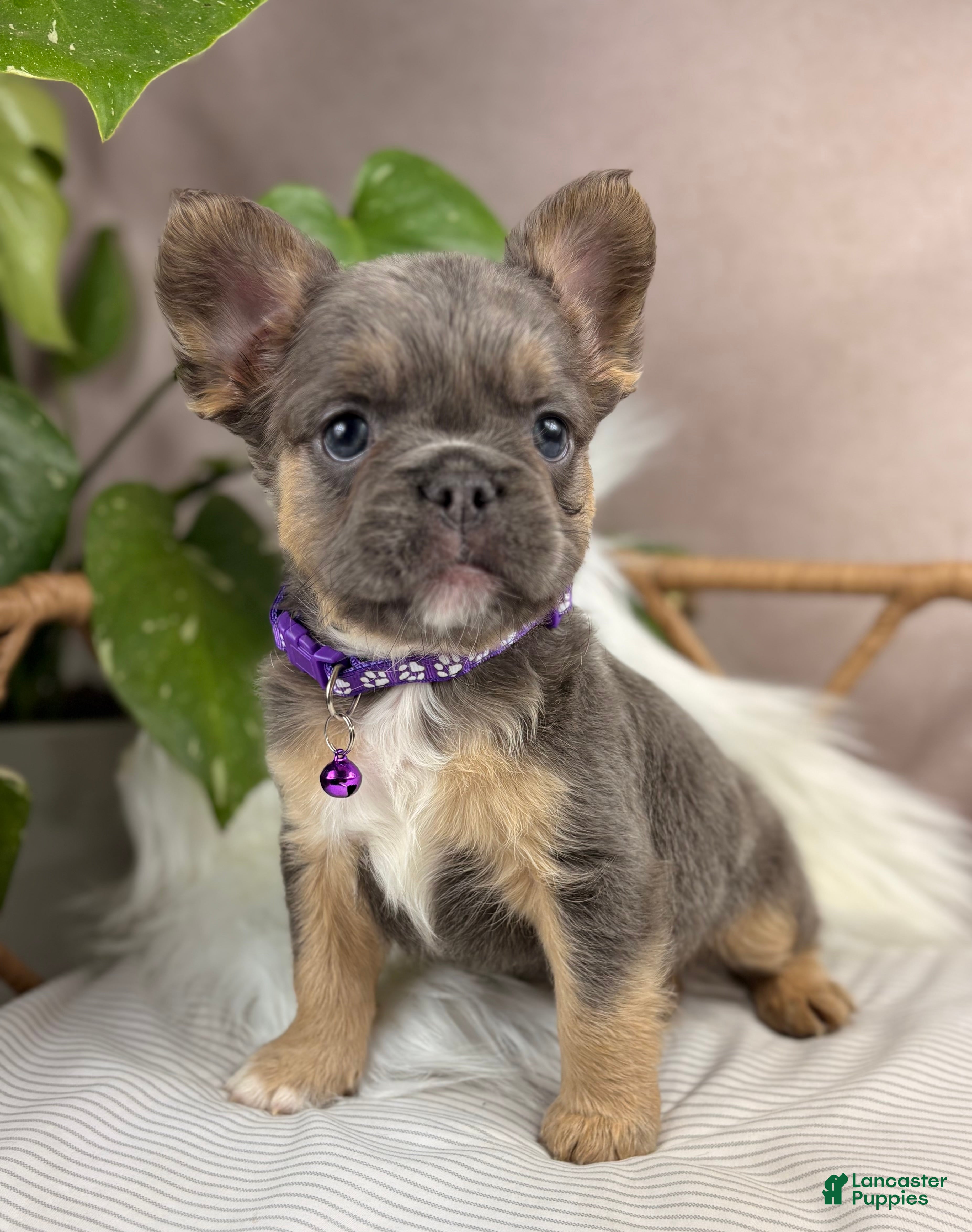 French Bulldog dogs Nala - Ad 1