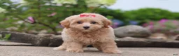 Maltipoo dogs for sale: Nellie - Ad 3