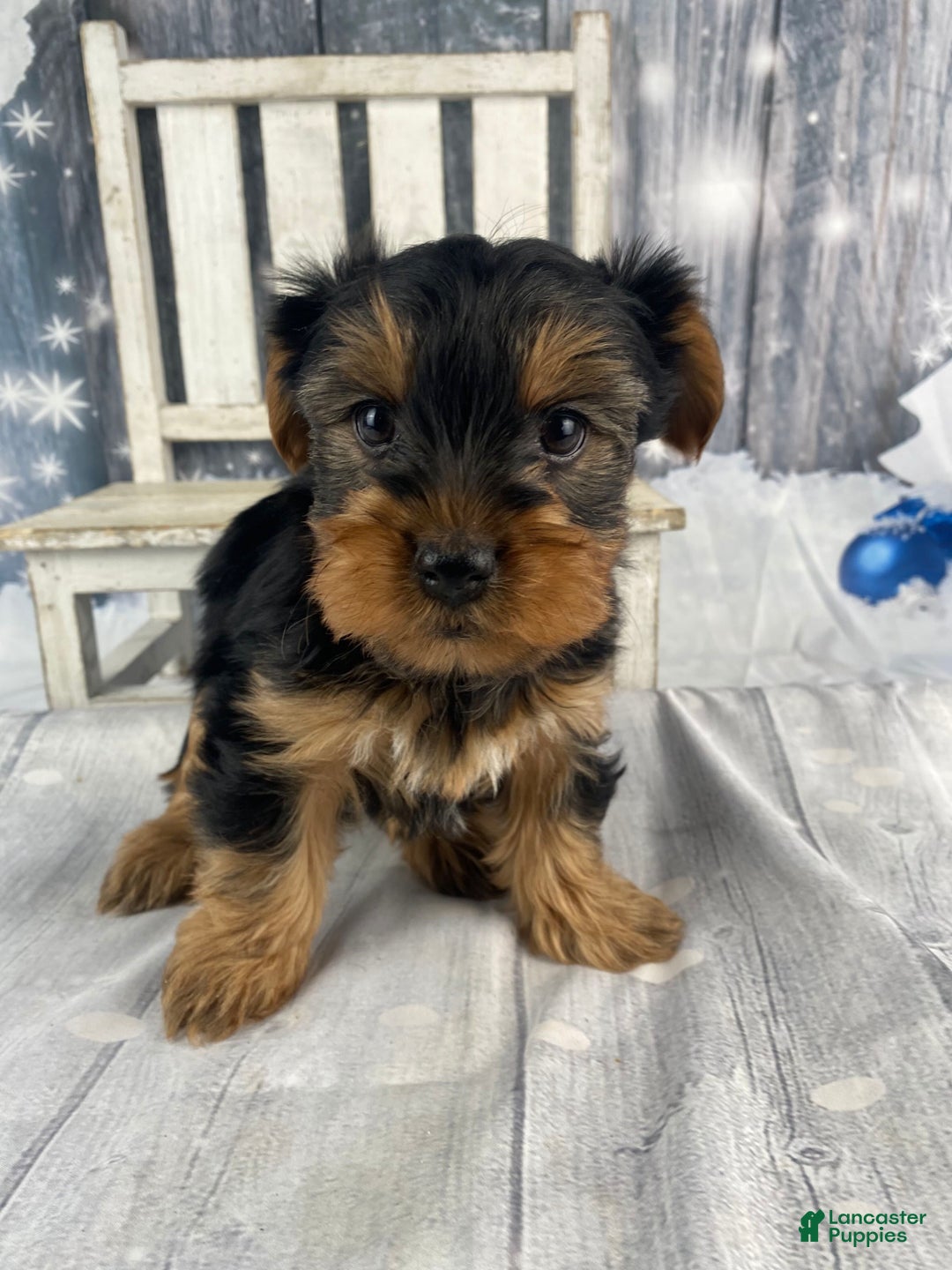 Yorkshire Terrier dogs for sale: Cali - Ad 6