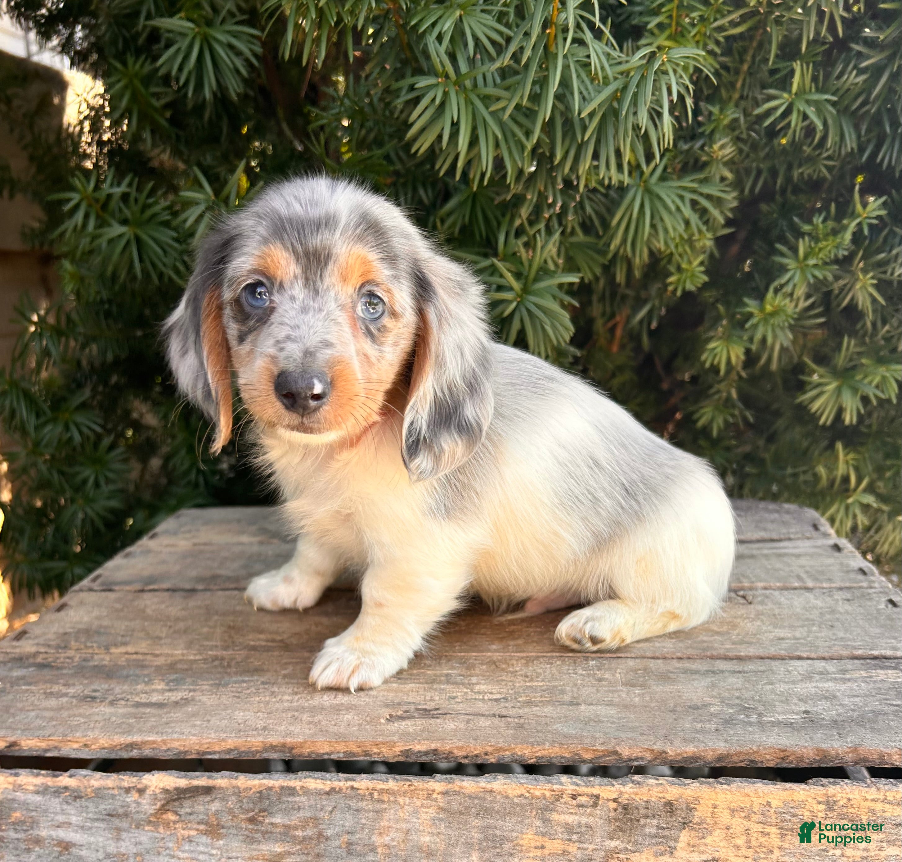 Dachshund dogs Cosmo  - Ad 1