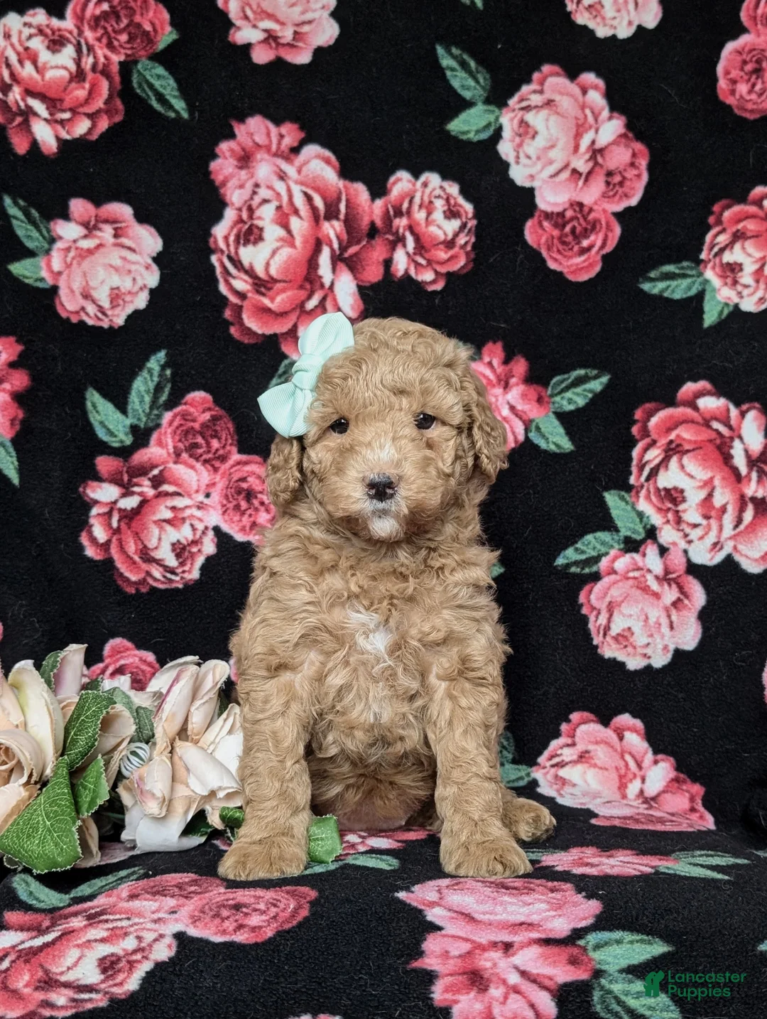 Miniature Poodle dogs for sale: Katy - Ad 1