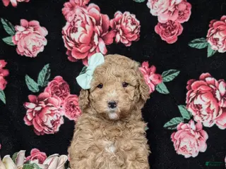 Miniature Poodle dogs for sale: Katy - Ad 4