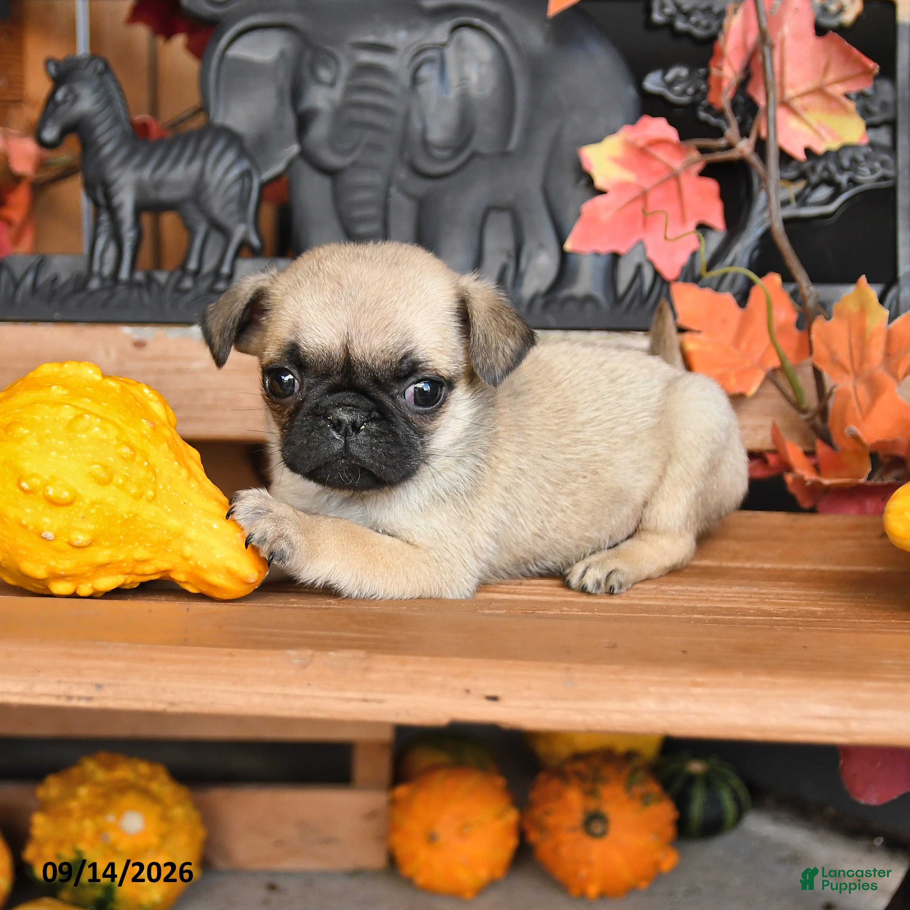Pug dogs Barkley - Ad 1