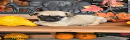 Pug dogs for sale: Barkley - Ad 1